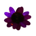 Бутон цветка, d-7см, сухоцвет
